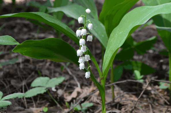 Maiglöckchen mit Blüte